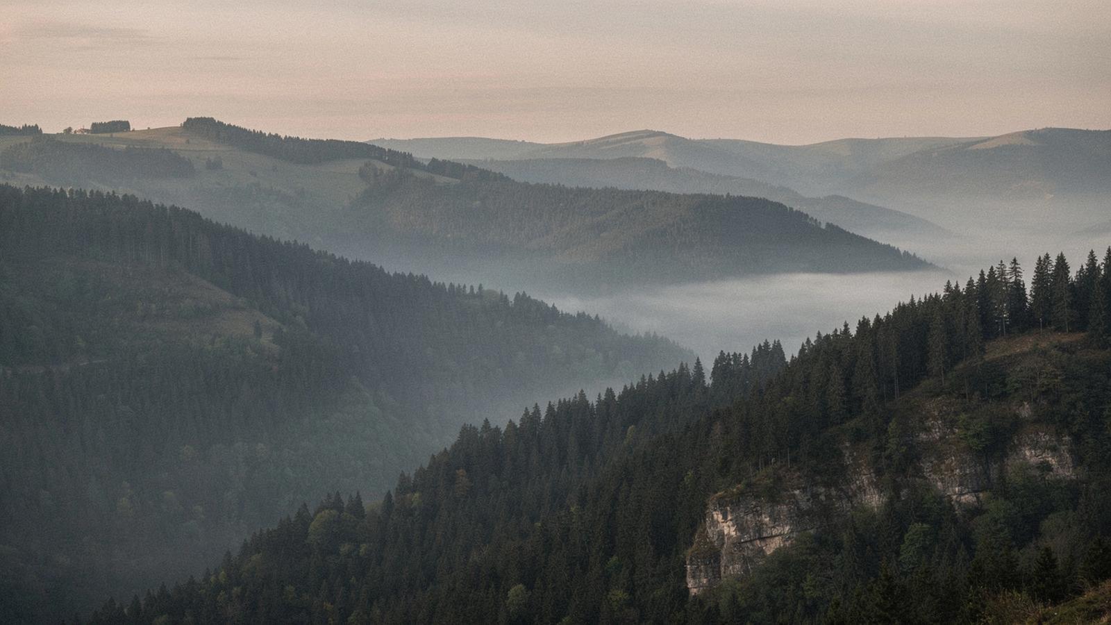 Misty spruce ridge above Yaremche, Carpathians